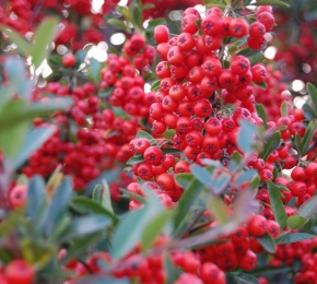 10638-290x260.jpg