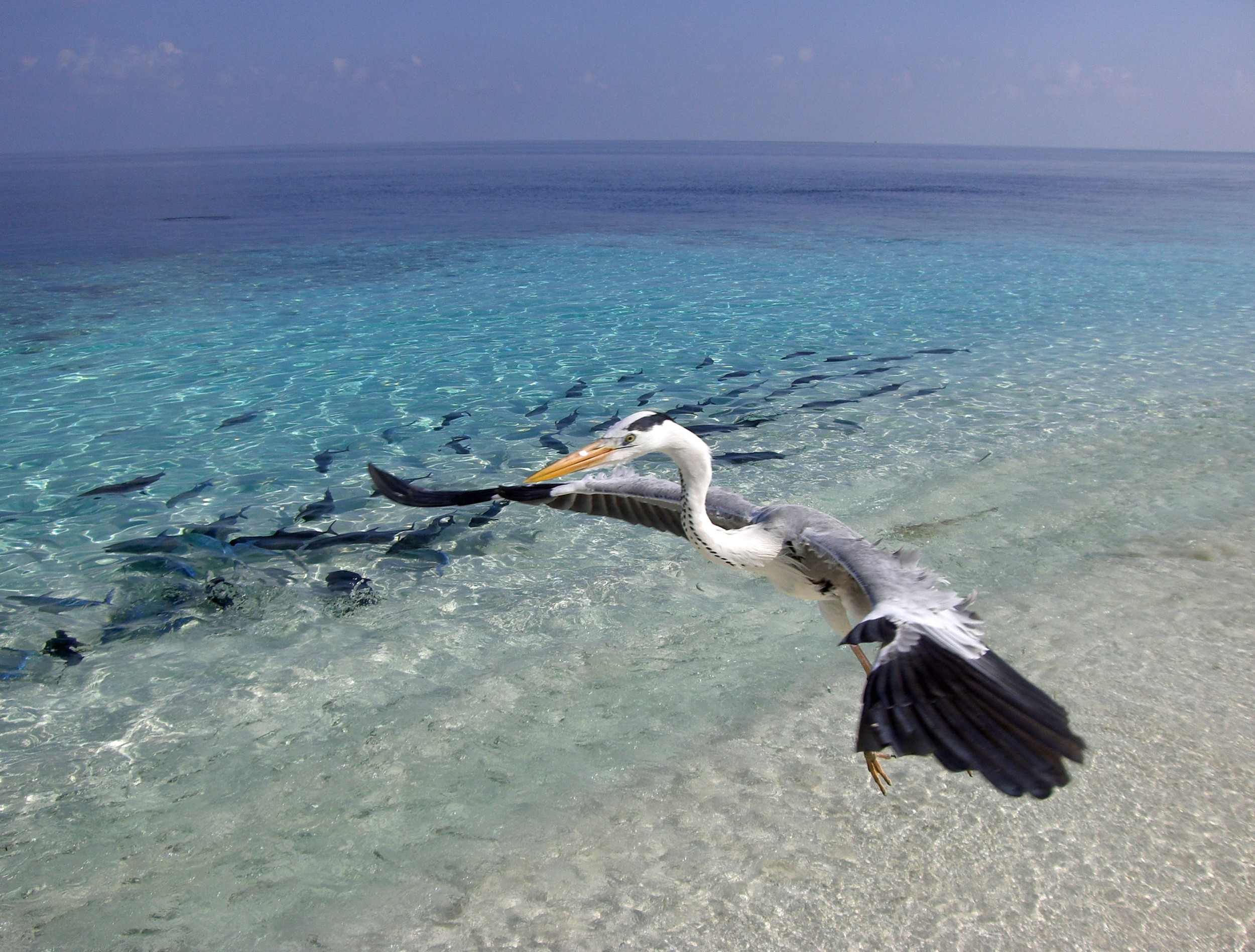Wildlife at the Maldives by Sascha Bruns - Desktop Wallpaper