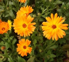 flores amarillas (C) Jorge Arabito arab