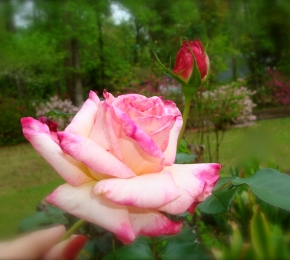 12476-290x260.jpg