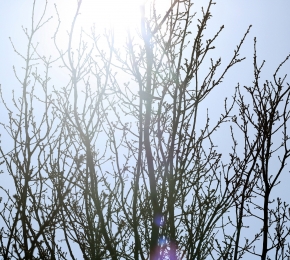 Find the bird (C) Kim Vermeer kim kardashian hollywood unlimited money star and energy hack