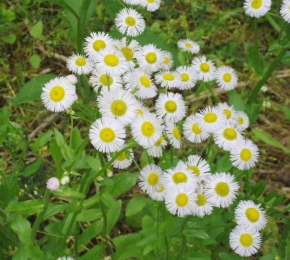 Roadside Flowers © mrhackett hack
