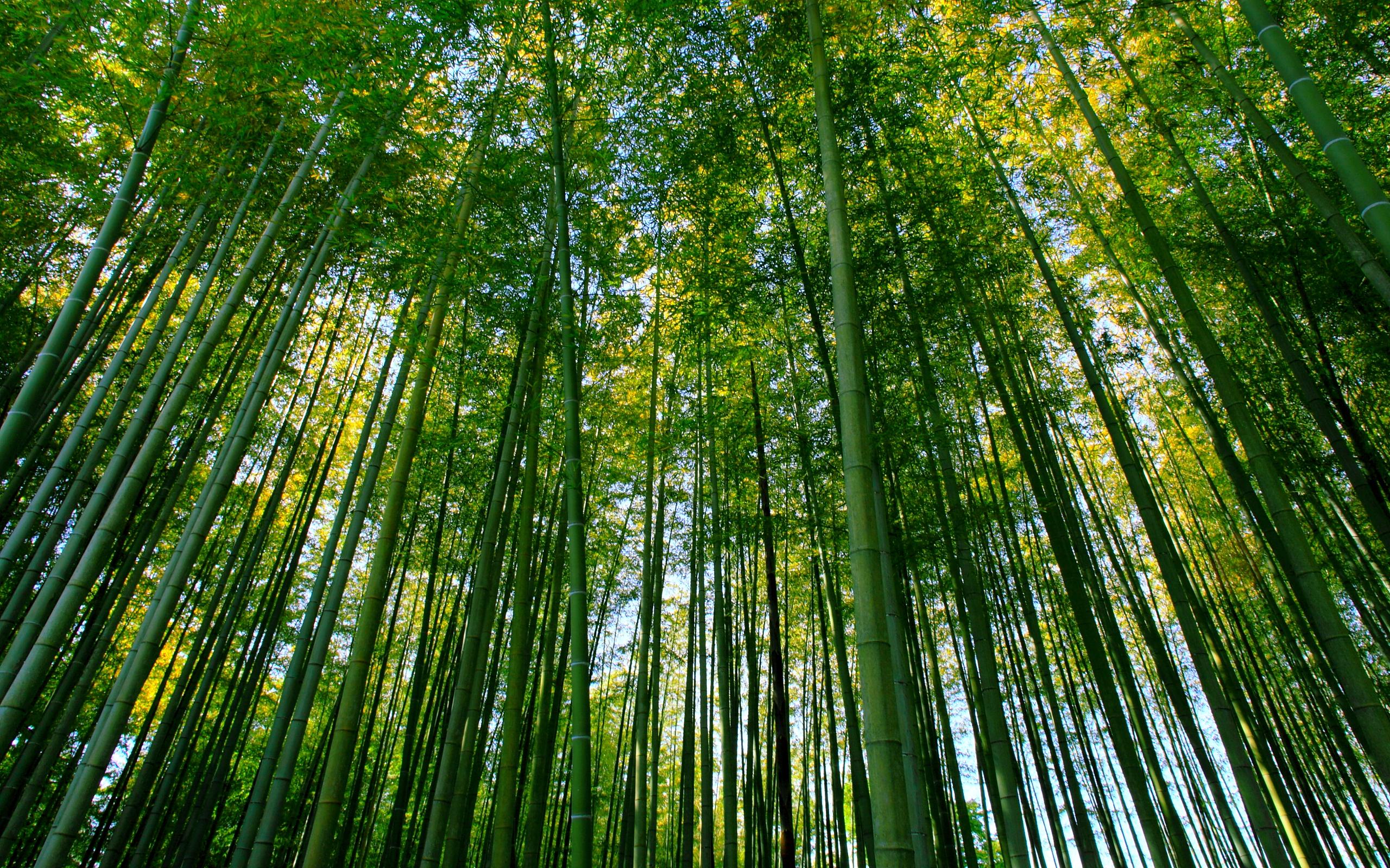 Beauty of nature HD Wallpaper 2560 x 1600 : wallpaper