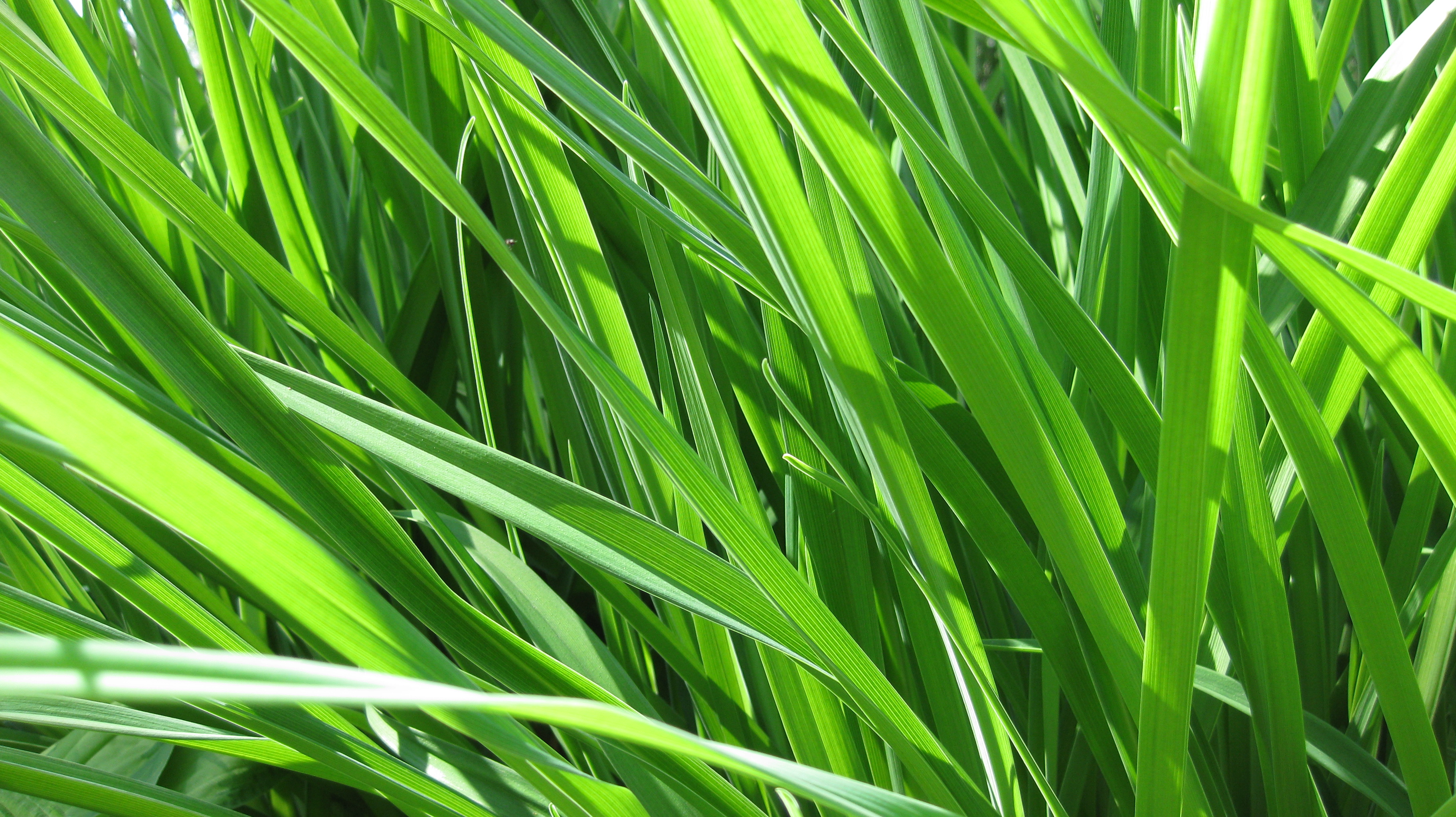 Leaves Wallpaper