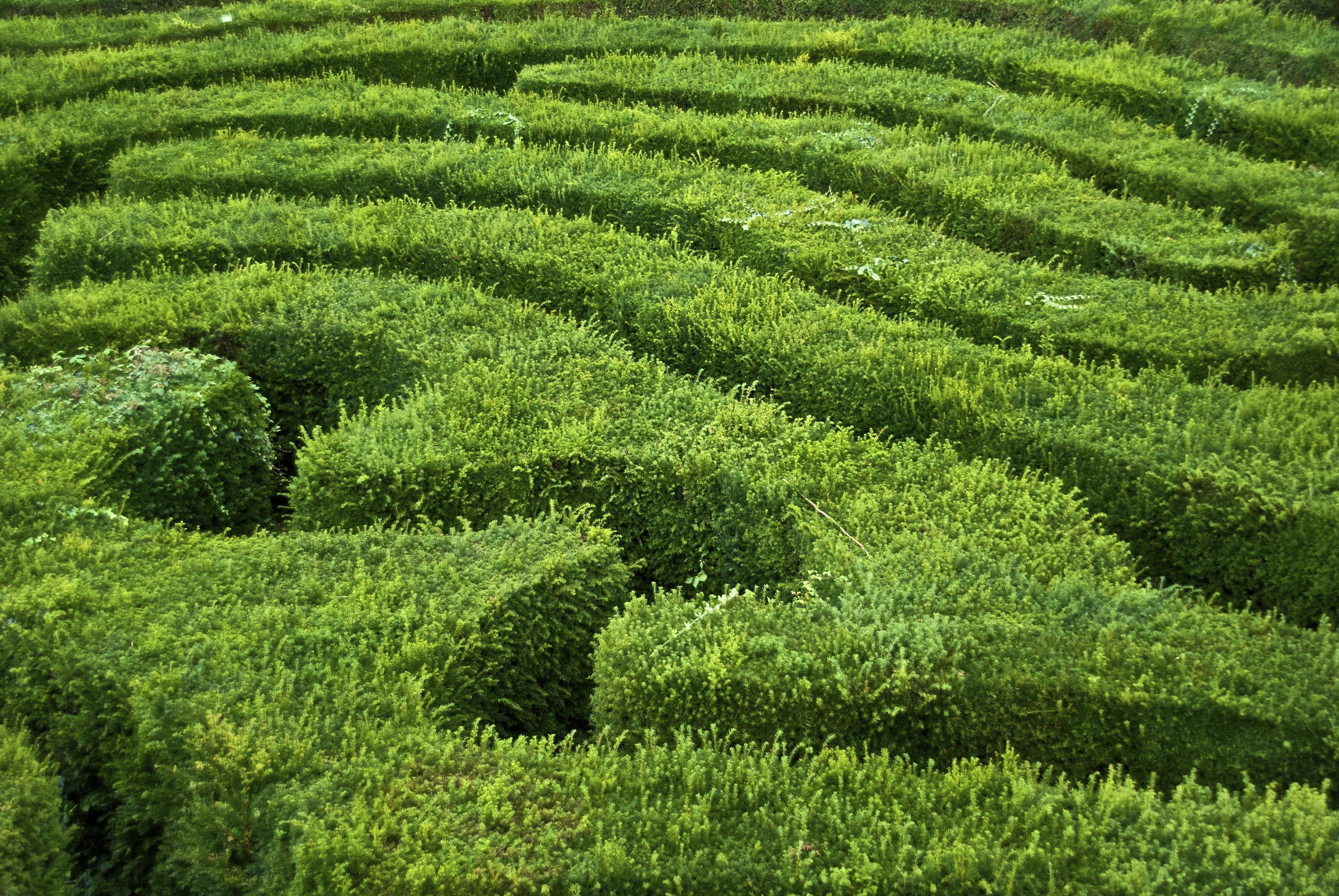 Green Maze