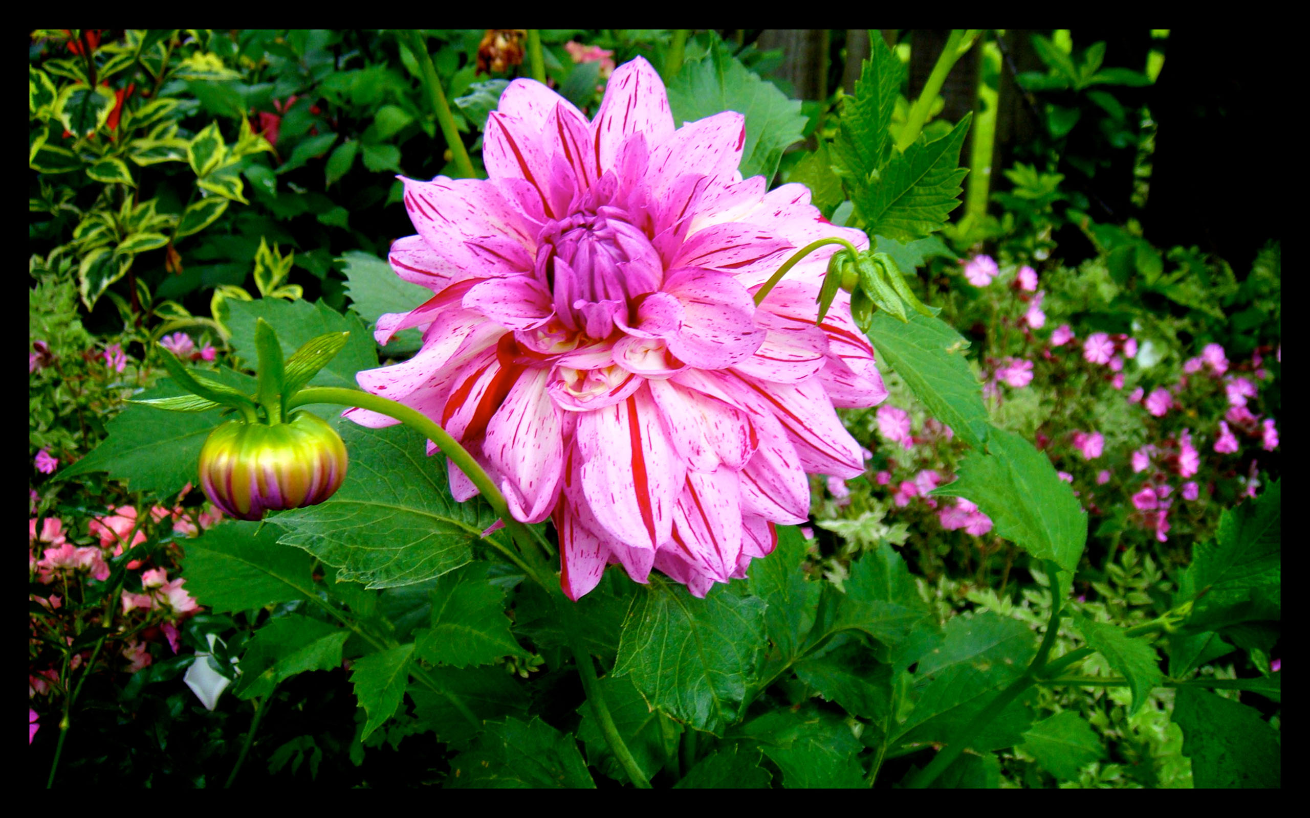Hortensia House Garden Pink Flower
