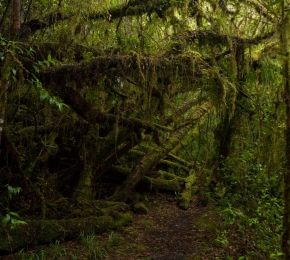 Jungle - Desktop Wallpaper