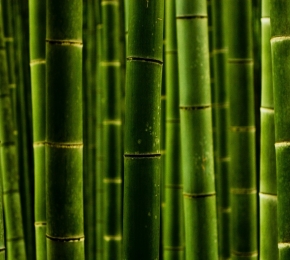 Bamboo - Desktop Wallpaper
