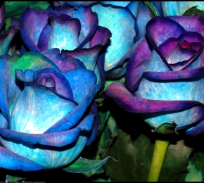 Blue Rose (C) Poria DAIE powered