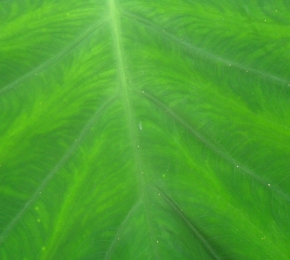 Green Leaf - Desktop Wallpaper