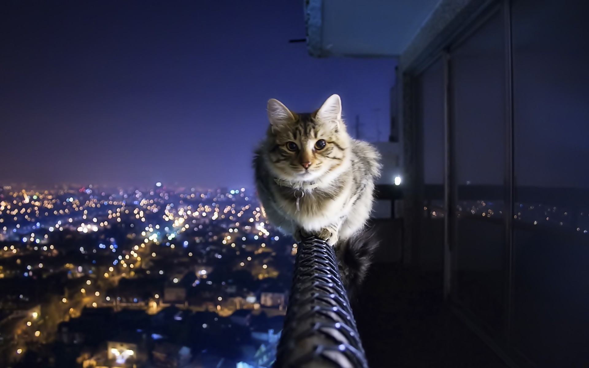 sweet cat sweet cat