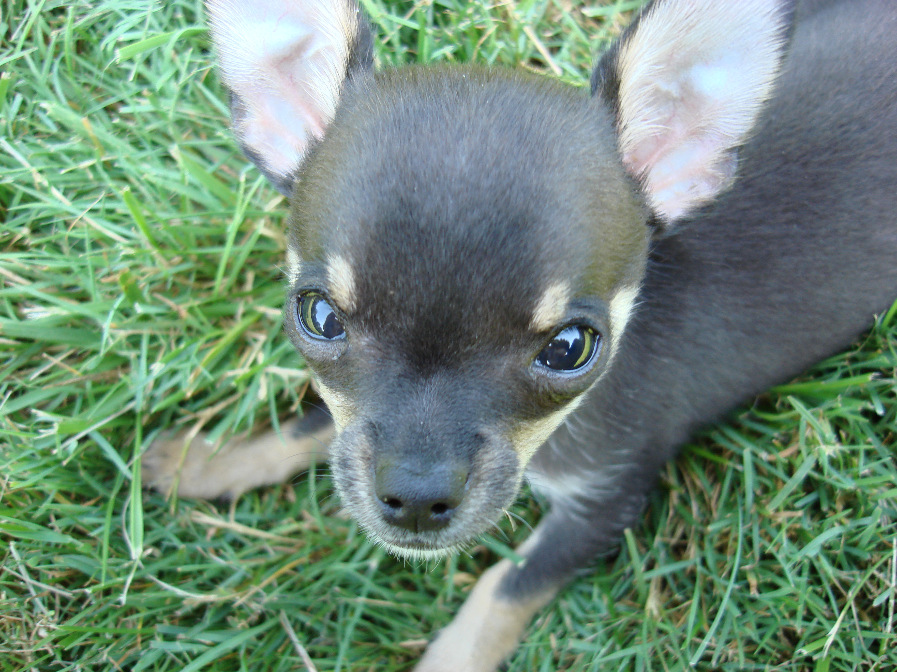 puppy perfectors space puppy foto 2017 puppy perfectors space puppy foto 2017