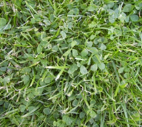 Grassfloor (C) mag3rquark quark
