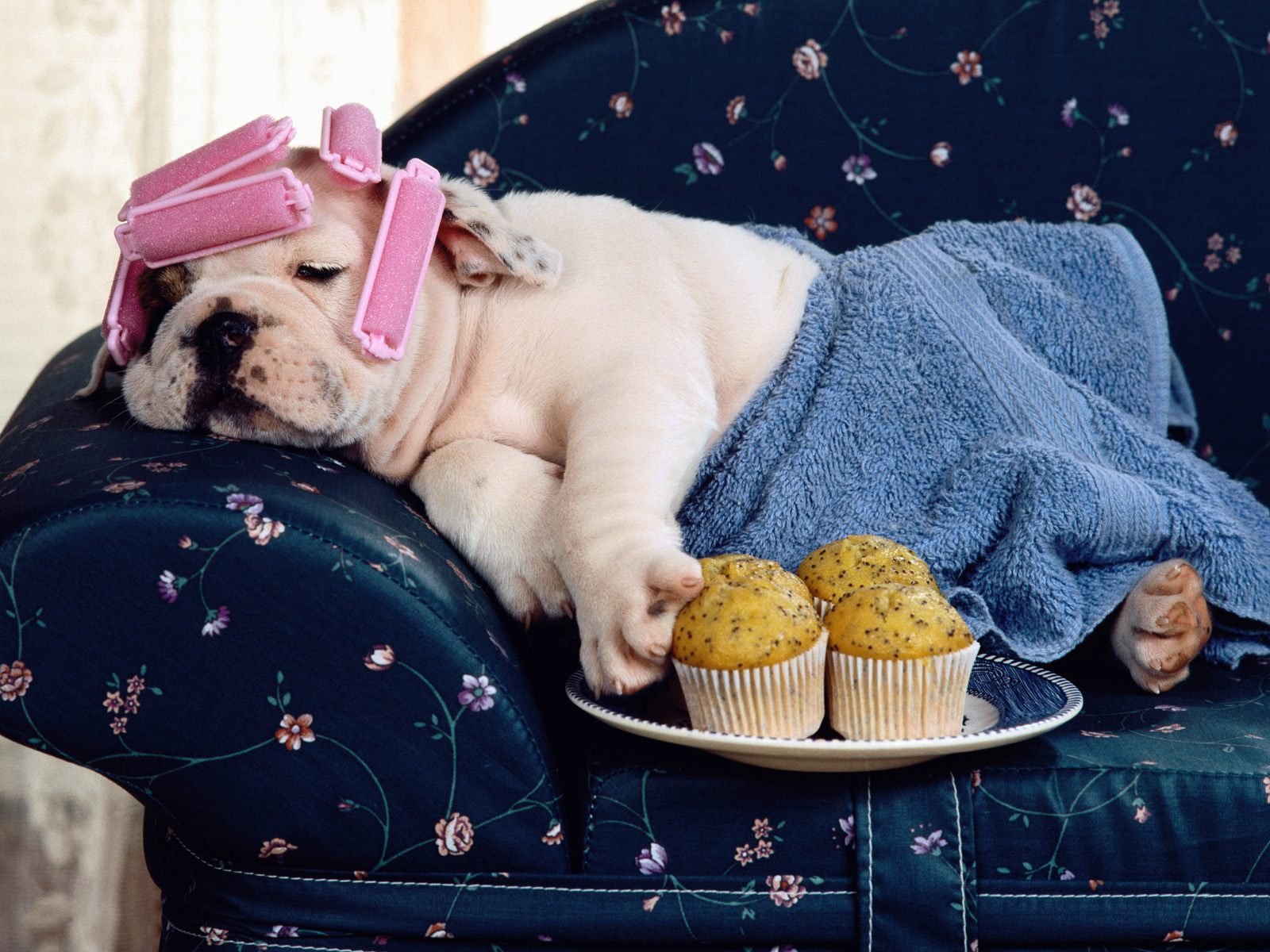 couch potato
