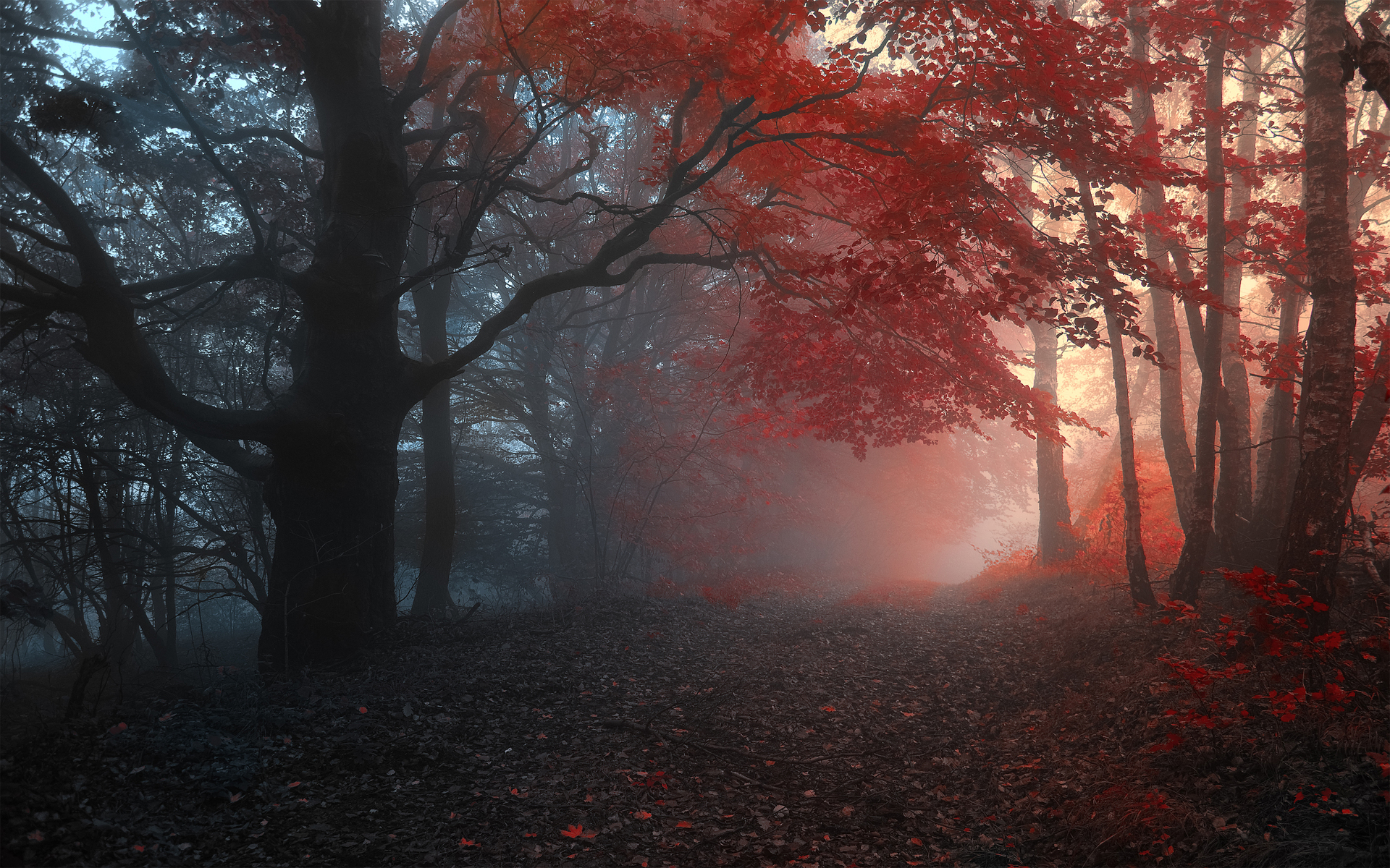 Autumn Haze 54