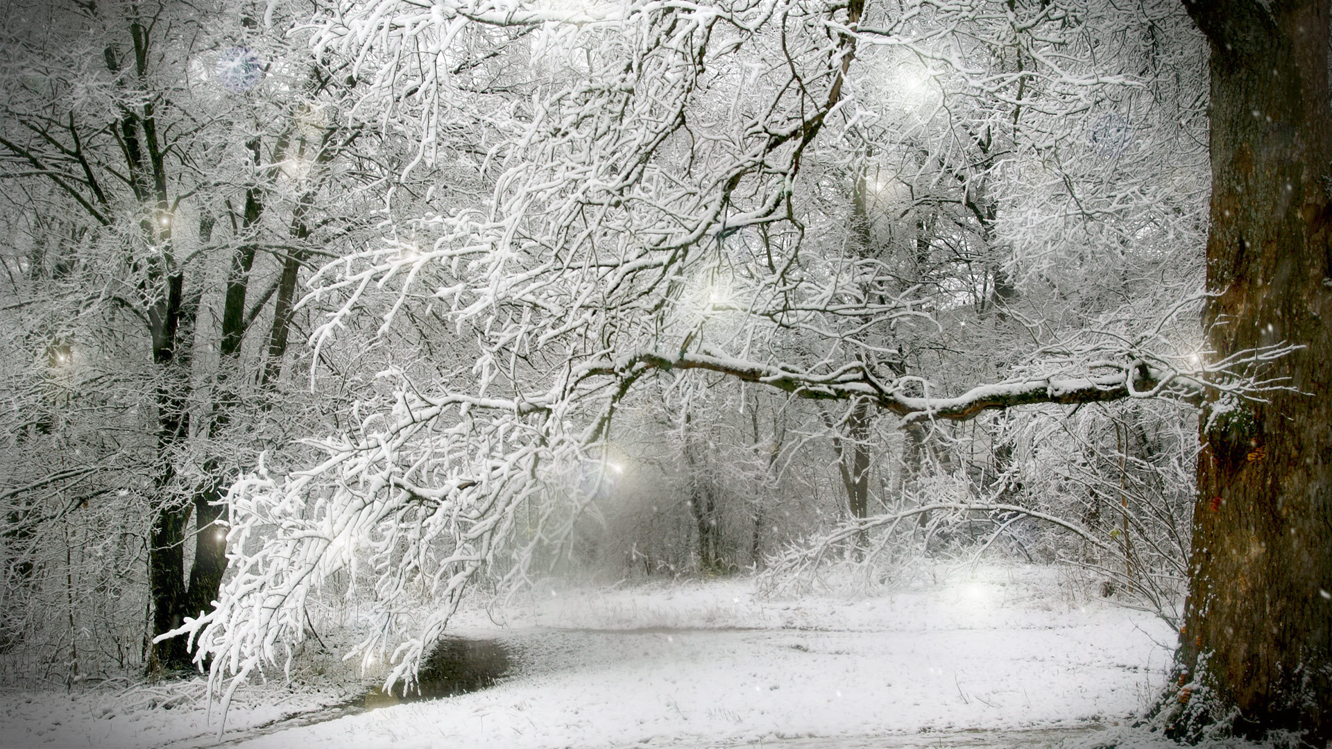 Forest Snow Winter Bing images