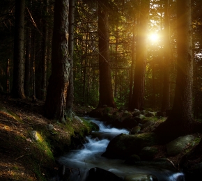 Something about forests stirs us (C) Unknown Artist download