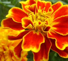3856-290x260.jpg