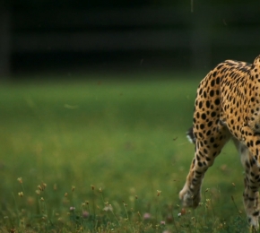 Chita - Desktop Wallpaper