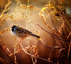 http://www.socwall.com/images/wallpapers/40106-290x260.jpg