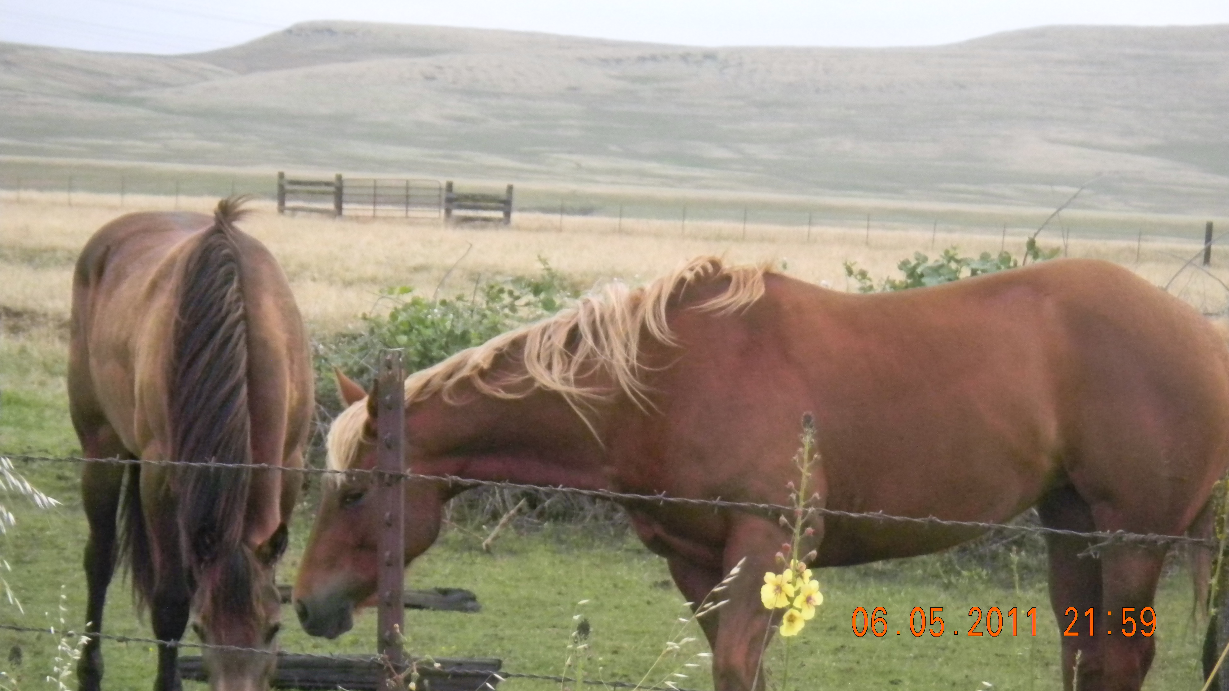 Beautiful Horses near Oroville, Ca. Desktop Wallpaper