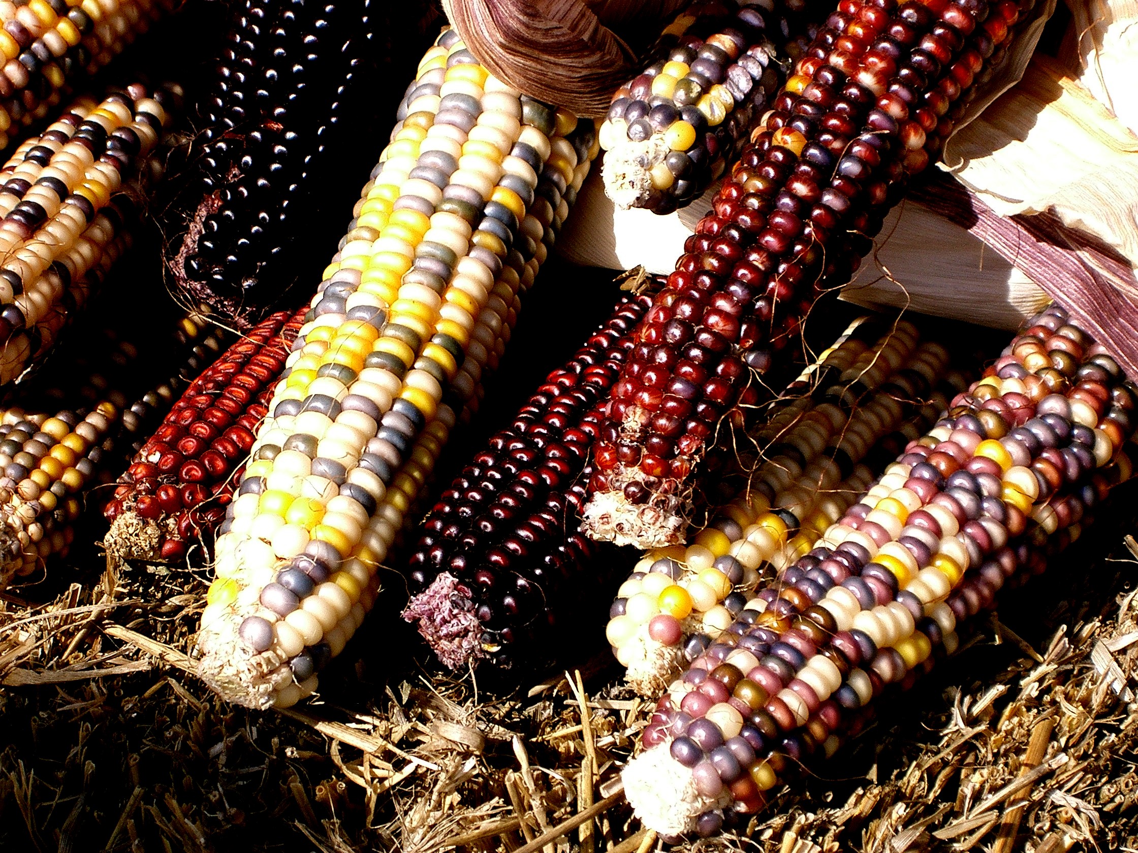 Indian Corn by G. Shell - Desktop Wallpaper