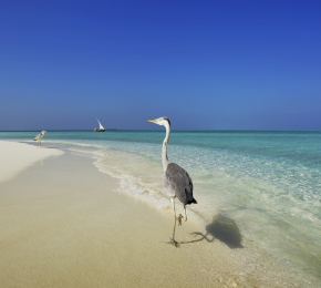 Maldives - Desktop Wallpaper