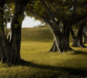 Lined Trees - Desktop Wallpaper