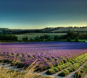 royale - Desktop Wallpaper