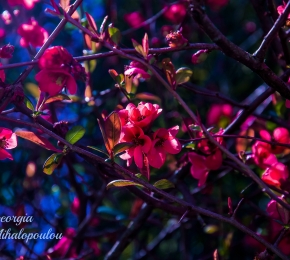 Flowers Georgia Mih (C) Unknown Artist rs