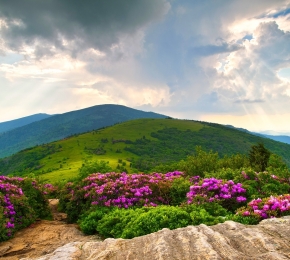 Mountain Flowers (C) Unknown Artist rs