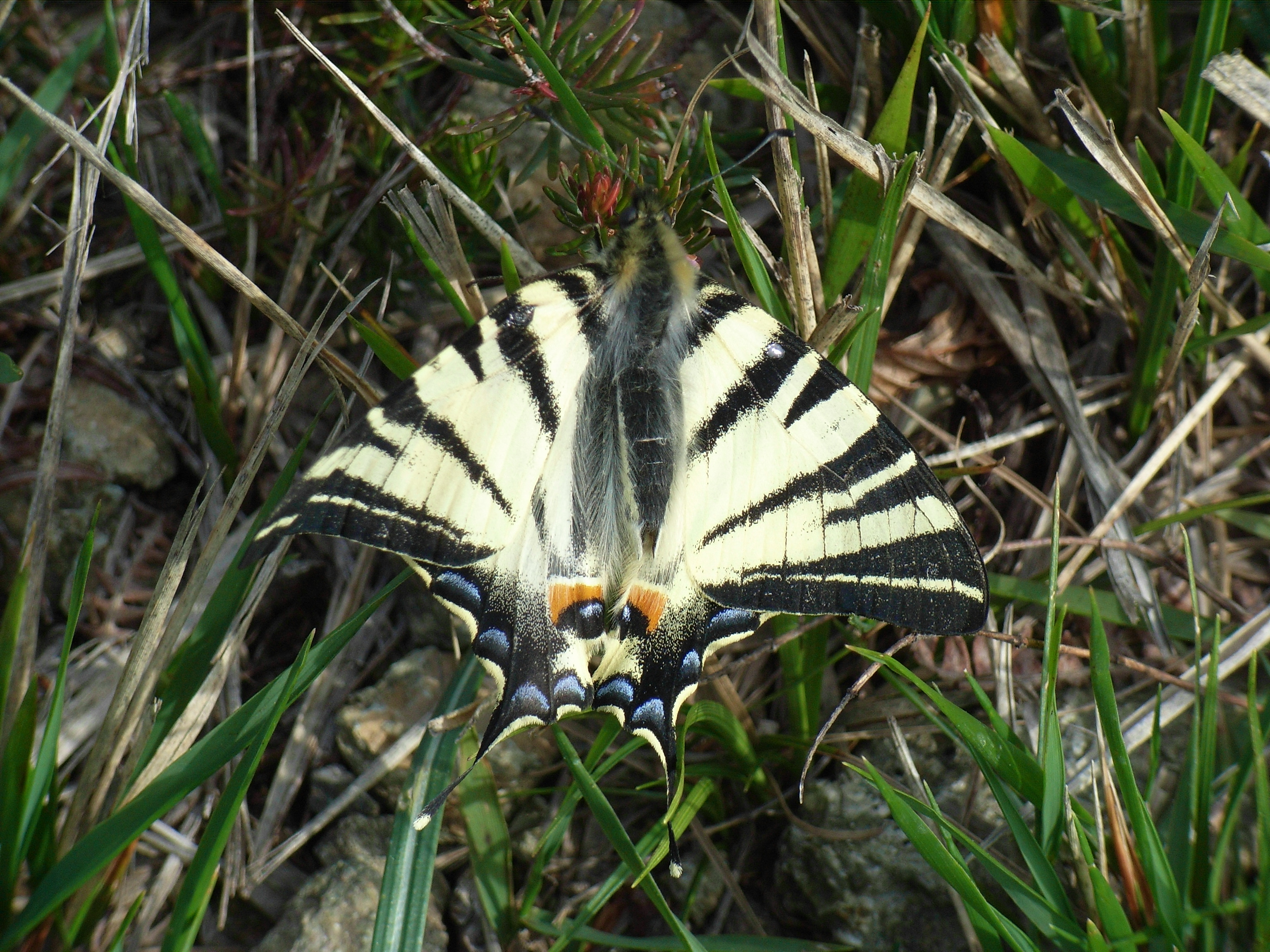 Butterfly Of Italy by Marzia Desktop Wallpaper