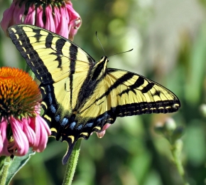 Swallowtail (C) Unknown Artist /view/why_your_android_apps_don.pdf