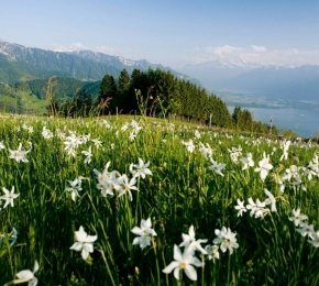 g - Desktop Wallpaper