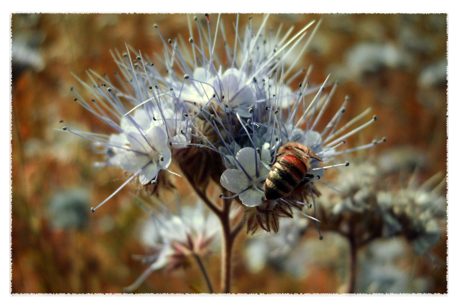 Retro Bee