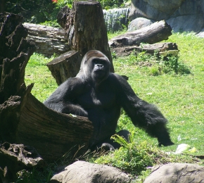 Gorilla (C) Sheryl busch gardens