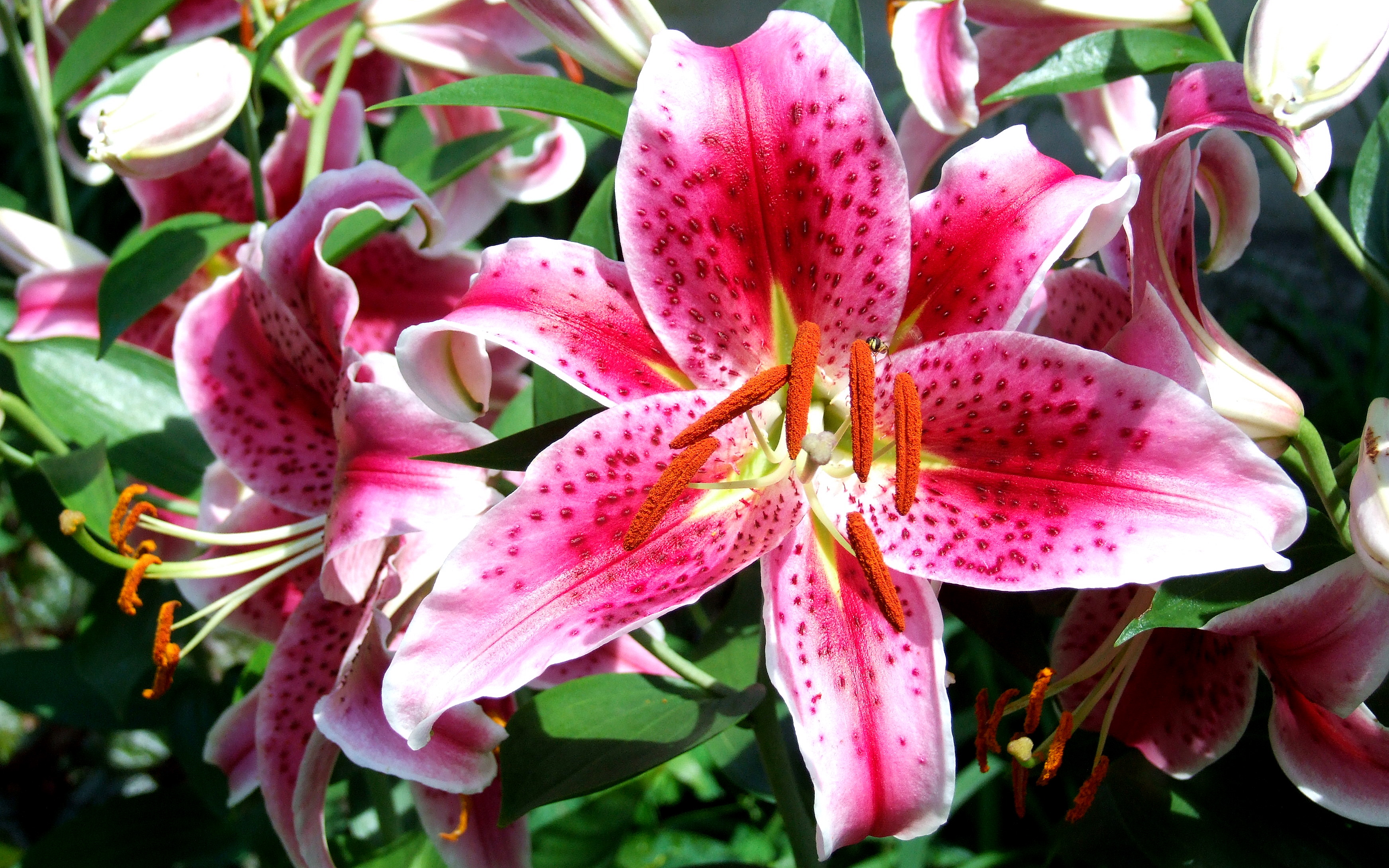 Asiatic Lily by zan - Desktop Wallpaper