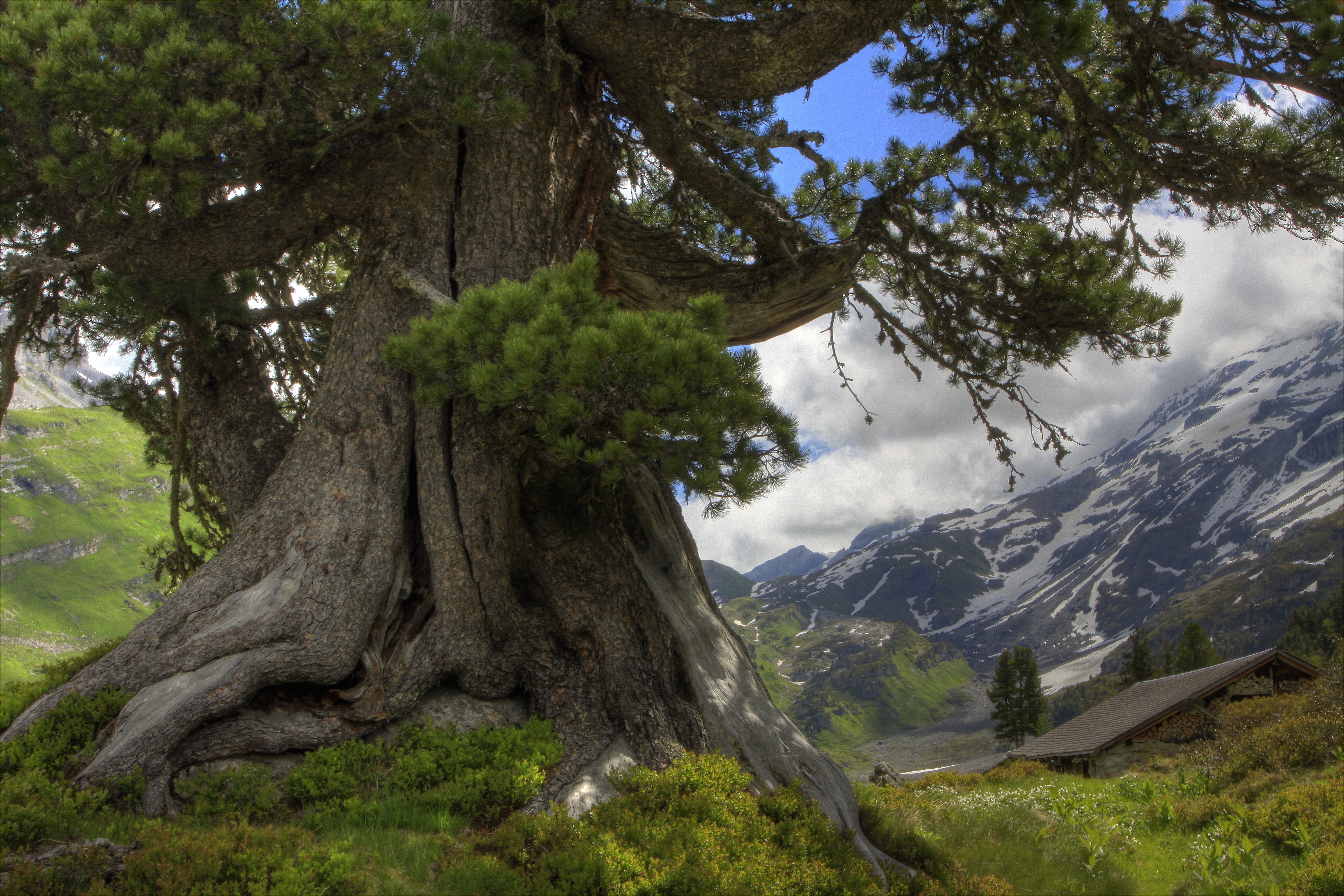 горы озеро деревья корни mountains the lake trees roots скачать