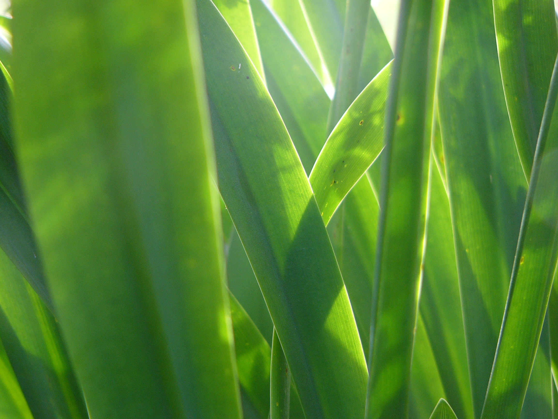 Flax - Desktop Wallpaper