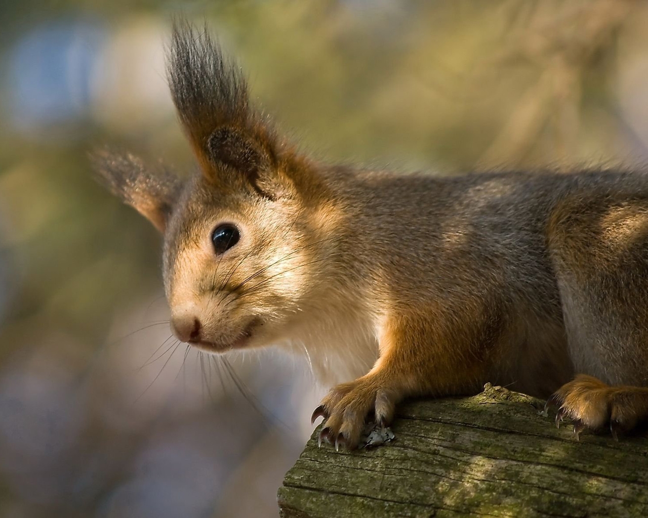 squirrel HD