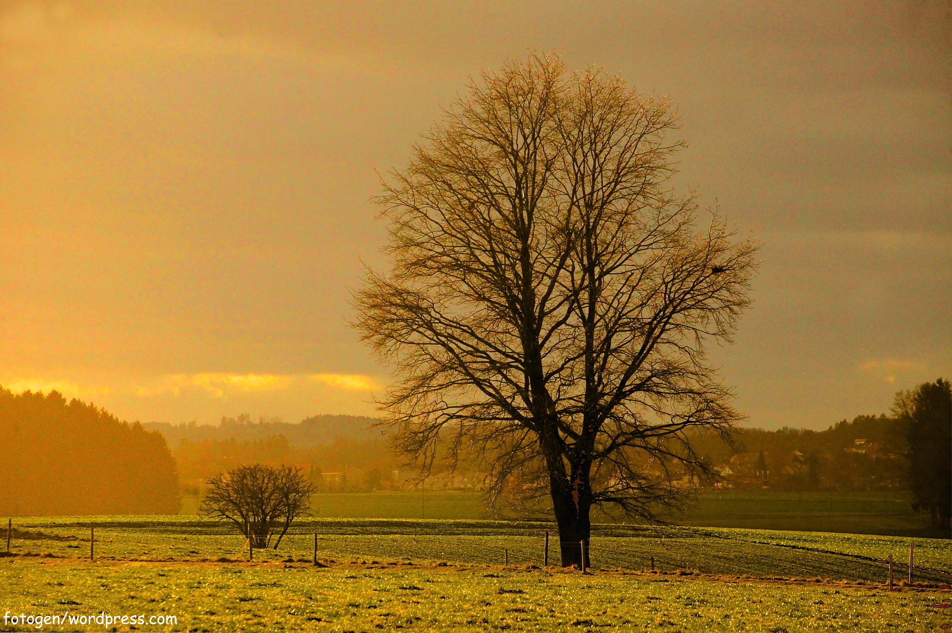 Natural tree - Desktop Wallpaper
