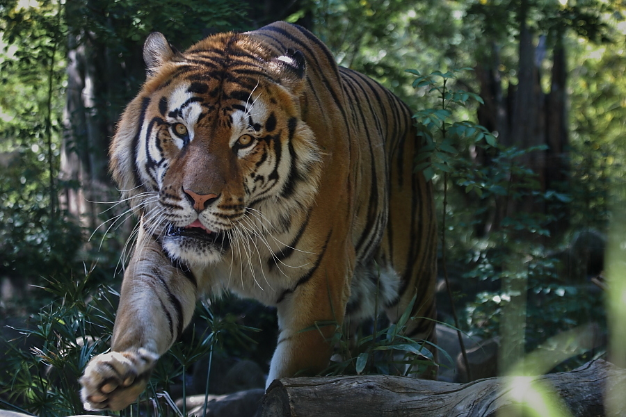 big5 - Desktop Wallpaper