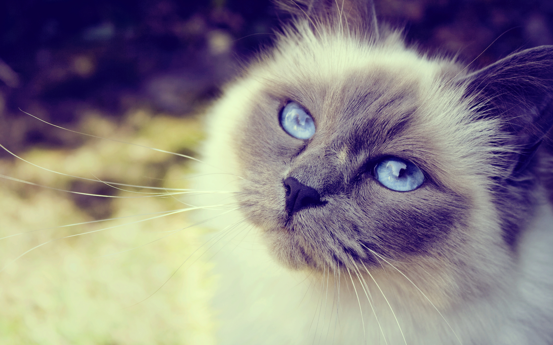 Cat Desktop Wallpaper Cat Desktop Wallpaper