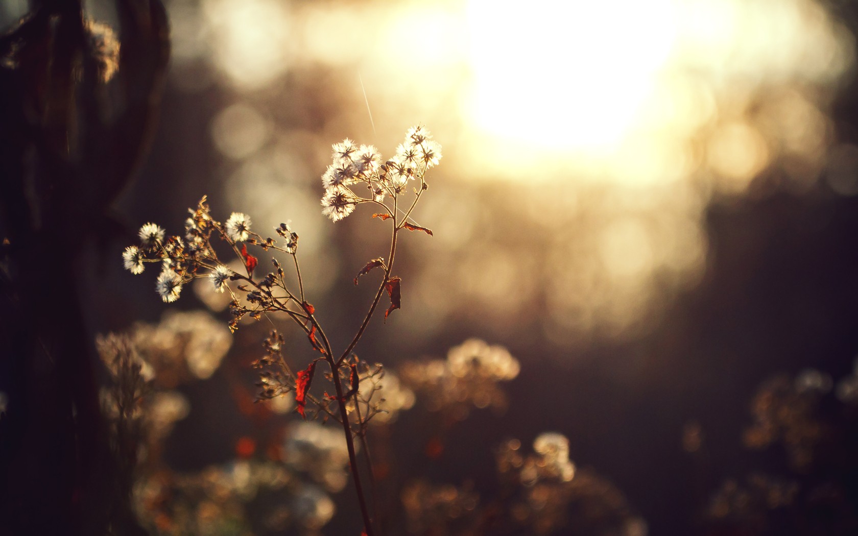 Bokke Flowers - Desktop Wallpaper, nature images for pc desktop