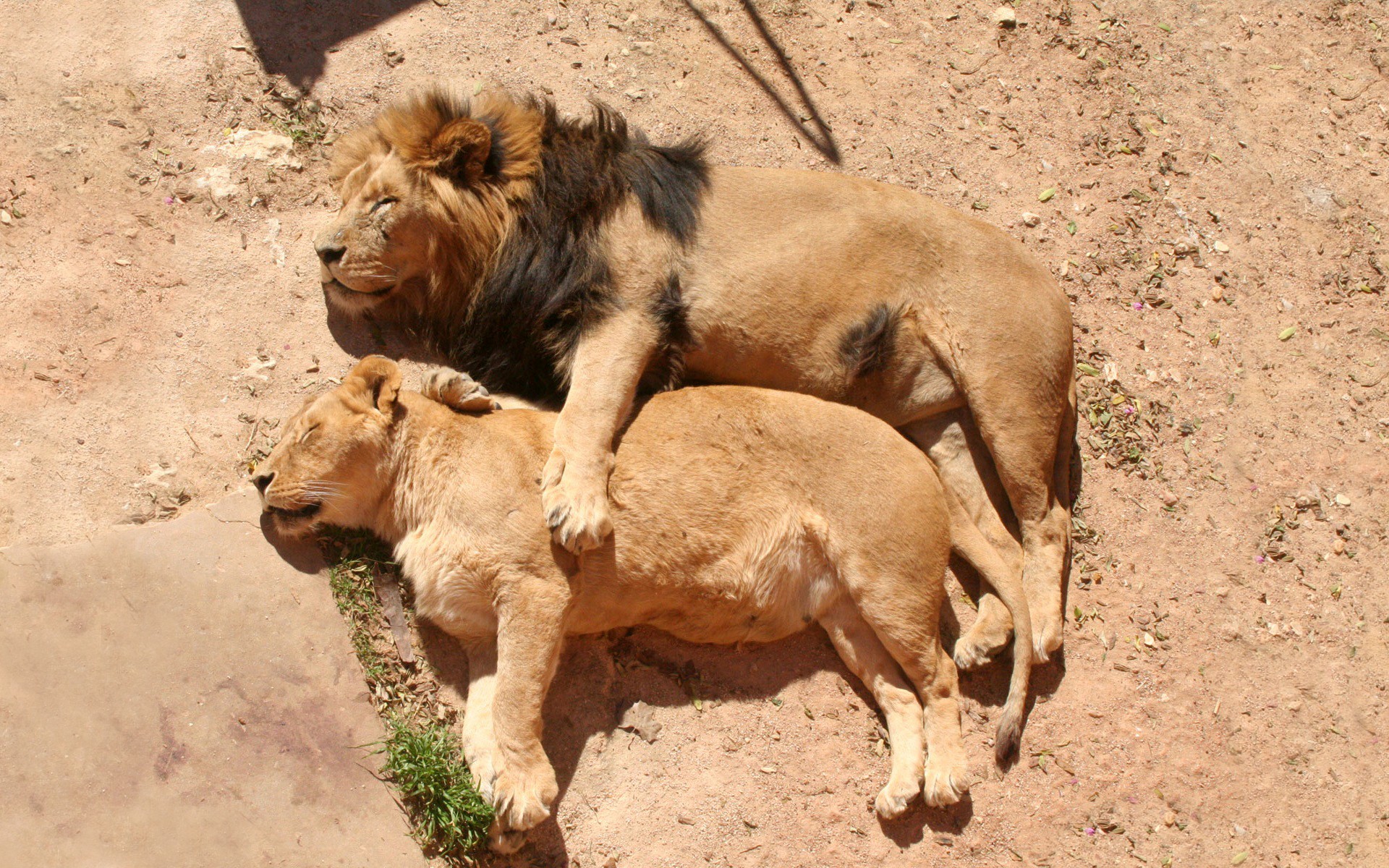 Spooning Lions Desktop Wallpaper