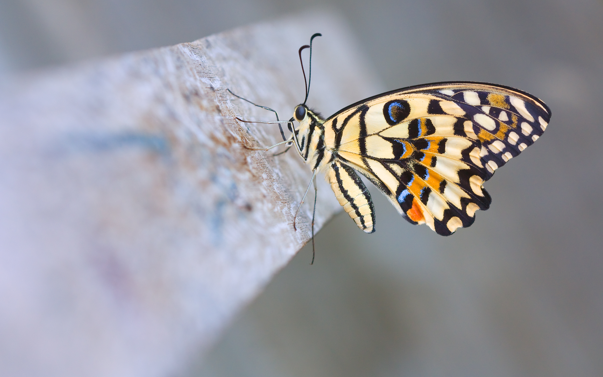 Papilio Demoleus by cookzkie