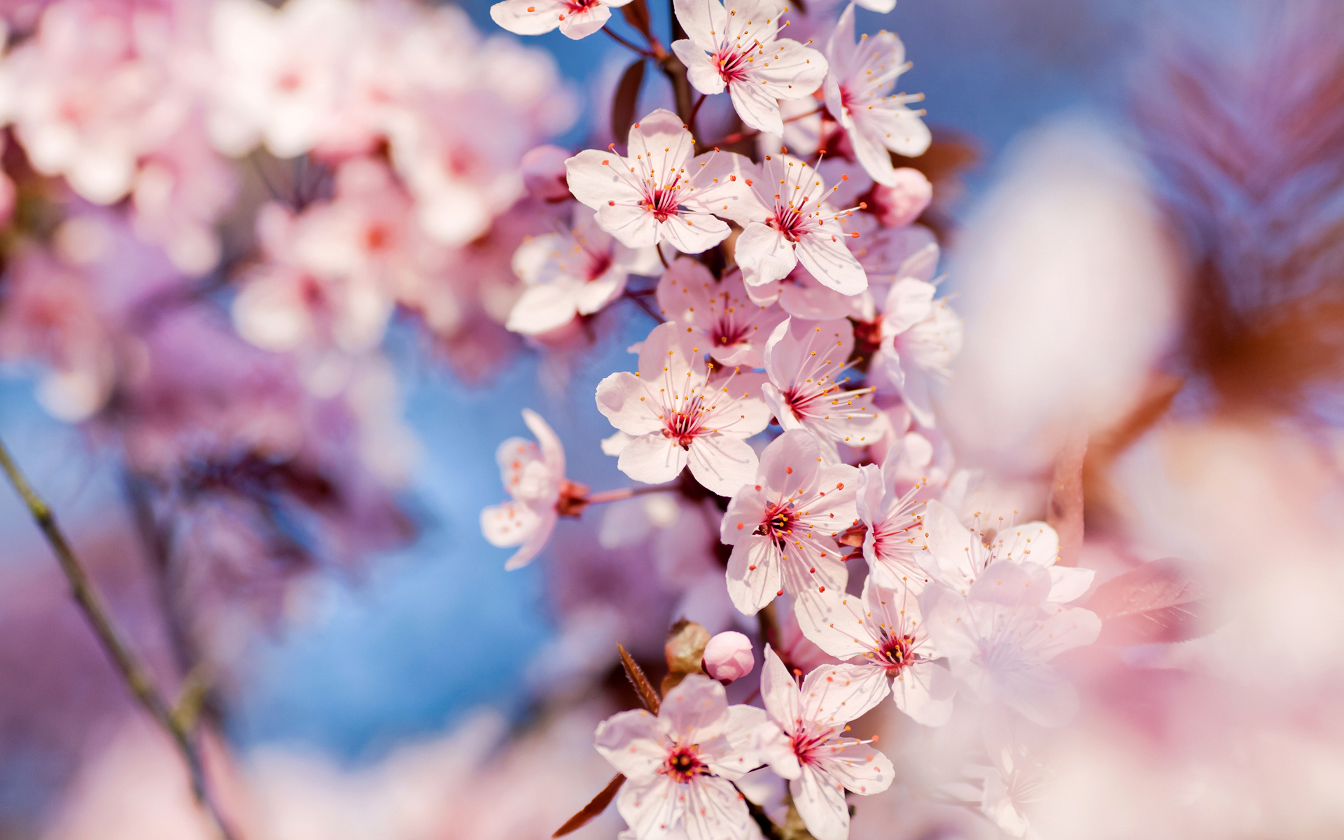 Cherry Blossoms By emats