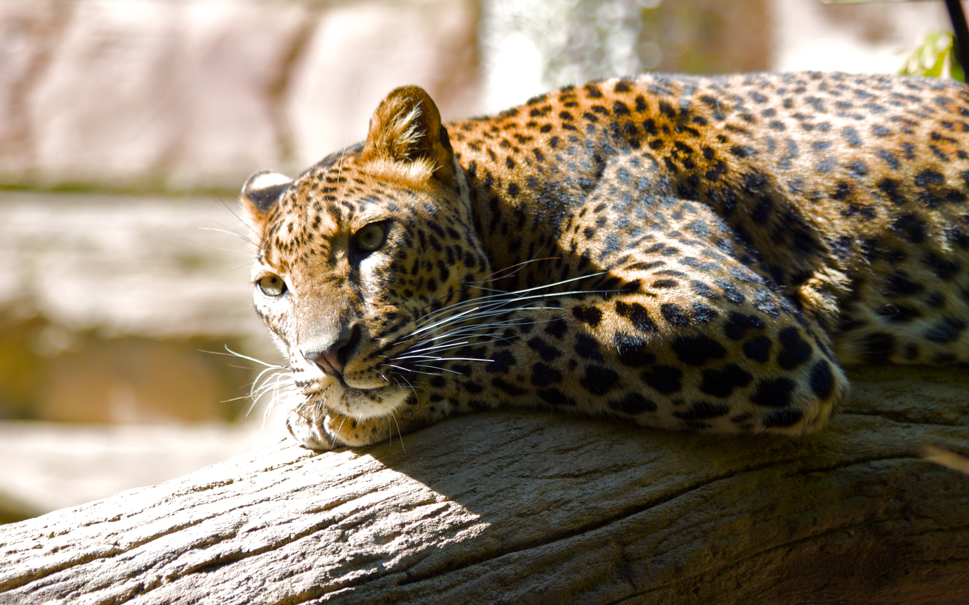 Lazing Leopard By mrbreaker