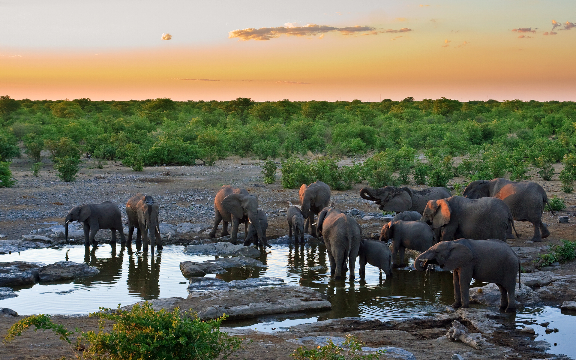 Sunset with Elephants By Leon_J