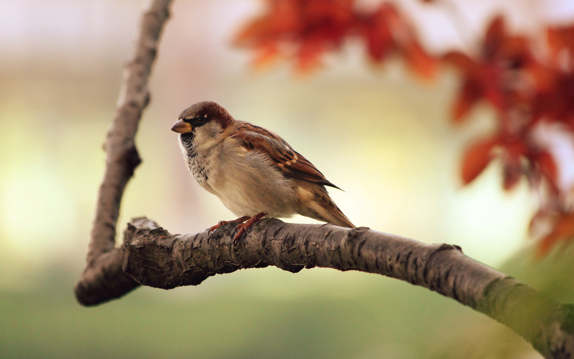 Sparrow Resting By PerfectHue